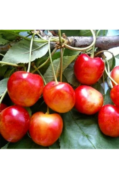 Черешня Фирузе – крупные темно-красные ягоды на дереве.